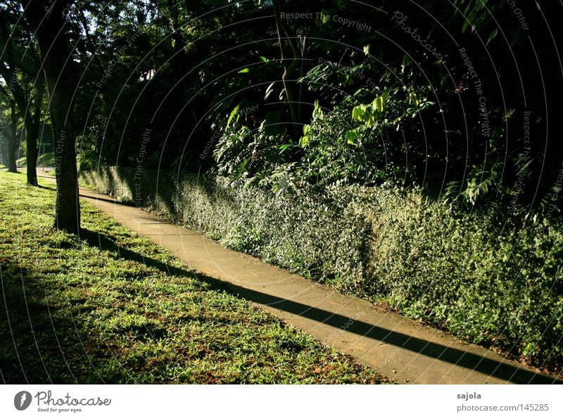 wenn die schatten länger werden Baum Sträucher Urwald Mauer Wand Wege & Pfade Beton grün Bürgersteig Boden Rasen Singapore Abenddämmerung Asien Farbfoto