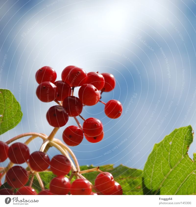 Beeren Frucht Pflanze Sträucher Baum Stengel fruchtig Ernährung blau rot grün Park Botanischer Garten Beet Sommer Deutschland Lebensmittel Himmel Wolken