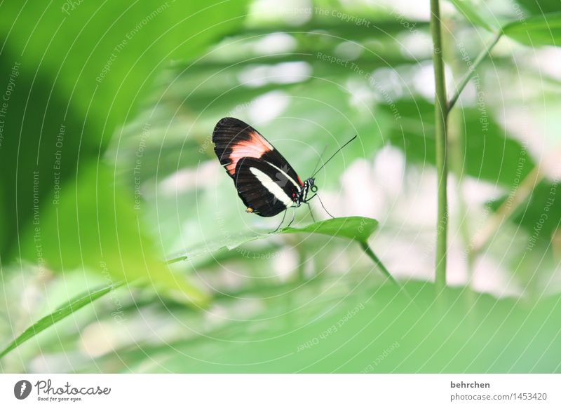 siehst du mich? Natur Pflanze Tier Frühling Sommer Schönes Wetter Baum Sträucher Blatt Garten Park Wiese Wildtier Schmetterling Flügel 1 Erholung fliegen sitzen