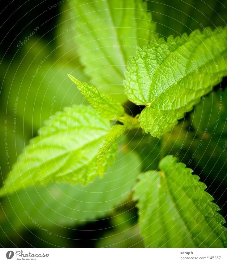 Urtica Brennnessel Pflanze grün brennen Gesundheit Unschärfe Heilpflanzen Umwelt Ethnologie Botanik Biologie ökologisch Reifezeit Wachstum Makroaufnahme