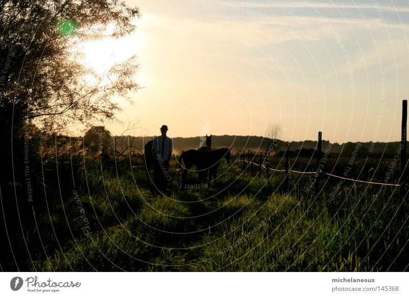 Gentlemen in natürlicher Umgebung. Sonne Pferd Wiese Weide Zaun Horizont Physik Sehnsucht Landschaft Landschaftsformen Baum Hemd Hut Krawatte Kavalier grün Gras