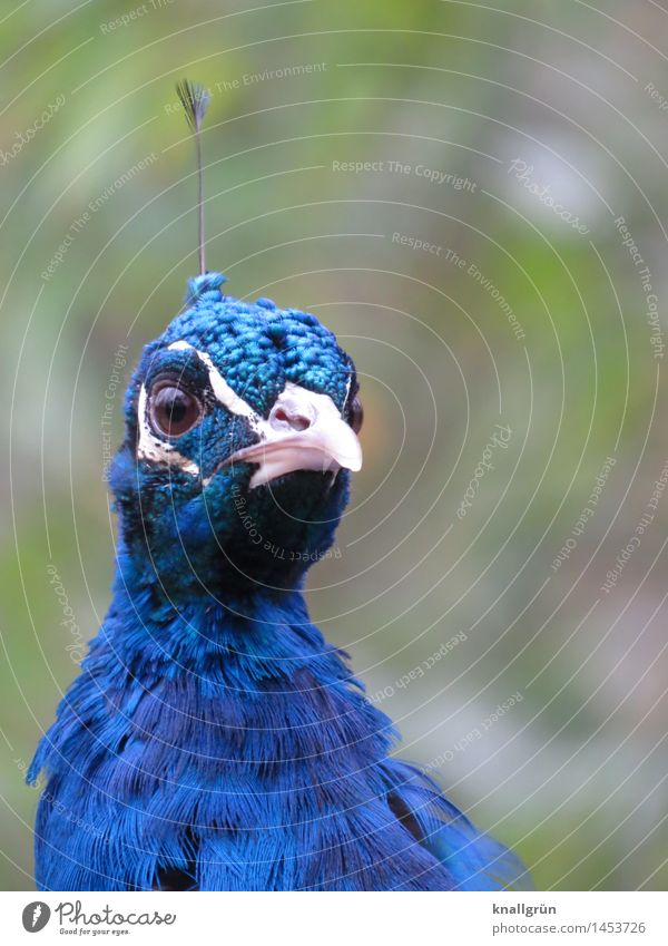 Dachantenne Tier Vogel Tiergesicht Pfau 1 beobachten Blick schön blau grün Farbe Natur Feder Farbfoto Außenaufnahme Menschenleer Textfreiraum rechts