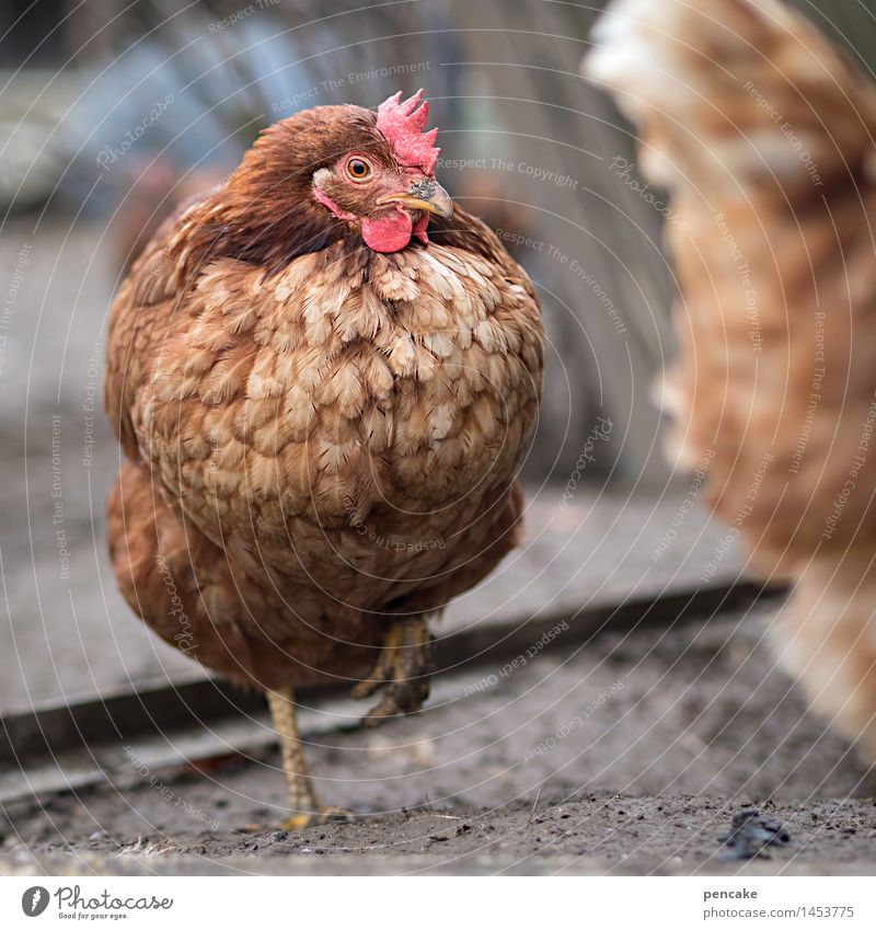 neugierige henne Tier Nutztier 1 authentisch Glück Neugier feminin Haushuhn Federvieh Landwirtschaft Hühnervögel Kontakt Kommunizieren zögern Blick Interesse