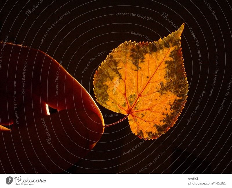 Waldstück Hand Finger Umwelt Natur Pflanze Herbst Blatt festhalten verblüht dehydrieren grün rot Verfall Vergänglichkeit Laubbaum Linde Lindenblatt Botanik