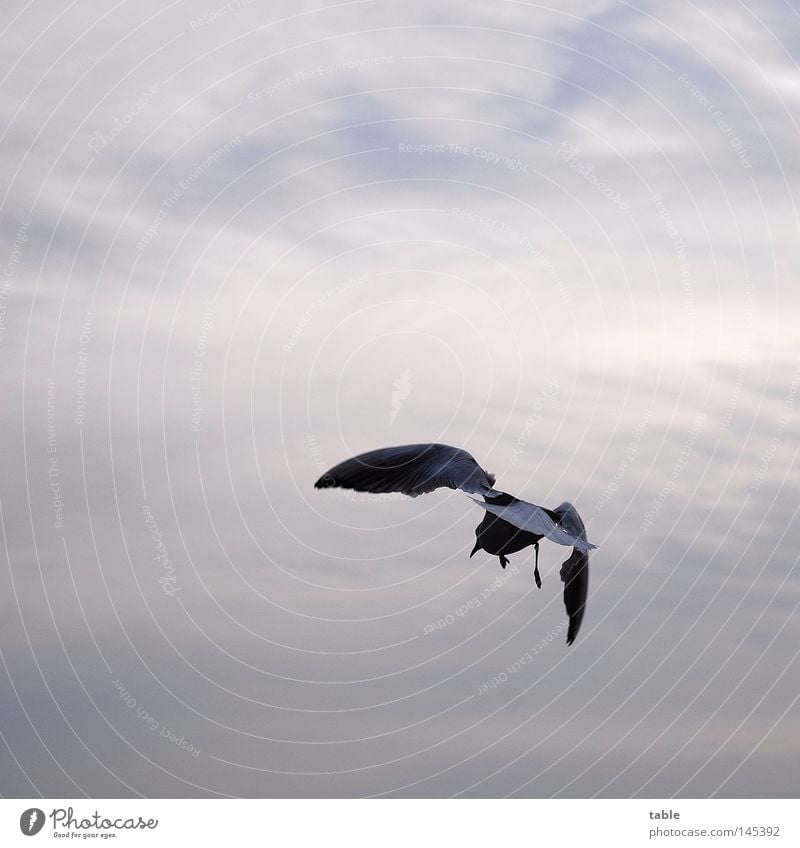 Allesfresser Tier Luft Himmel Wolken Wildtier Vogel Flügel 1 fliegen Jagd ästhetisch frei grau Bewegung Natur Möwe Silbermöwe Abschied Nahrungssuche Bodenbrüter