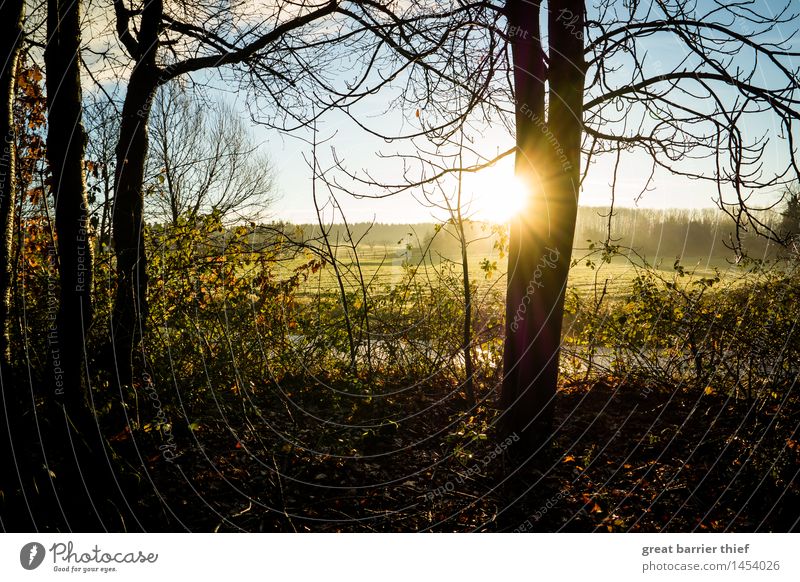 Sonnenfarben Umwelt Natur Landschaft Tier Himmel Wolken Horizont Herbst Winter Klima Klimawandel Schönes Wetter Nebel Baum Grünpflanze blau mehrfarbig gelb gold