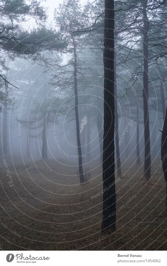 stamm Umwelt Natur Landschaft Pflanze Baum Gras Wald Hügel Gefühle Stimmung ruhig grau braun grün Kiefer Nebel Dunst Herbst Spaziergang trüb Farbfoto