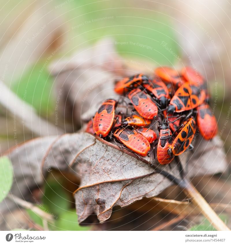 Feuerwanzen-Gruppensex-Party Umwelt Blatt Tier Wildtier Tiergruppe exotisch Zusammensein klein lustig braun grün rot Frühlingsgefühle Sicherheit Schutz