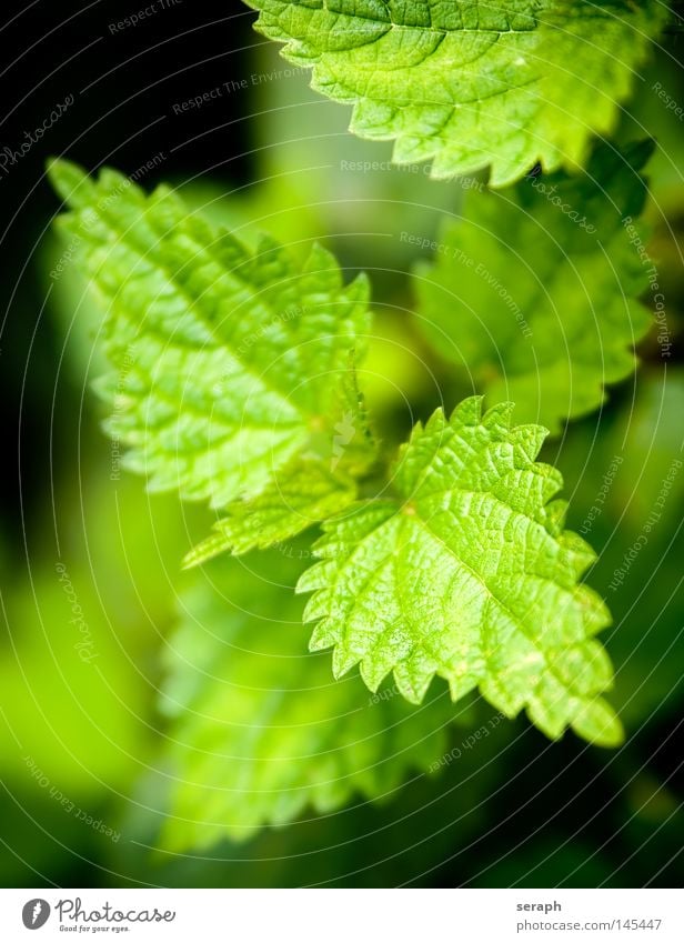 Brennnessel Pflanze grün brennen Gesundheit Blatt Unschärfe Heilpflanzen Umwelt dunkel schwarz Ethnobotanik Botanik Biologie ökologisch Reifezeit Wachstum Natur