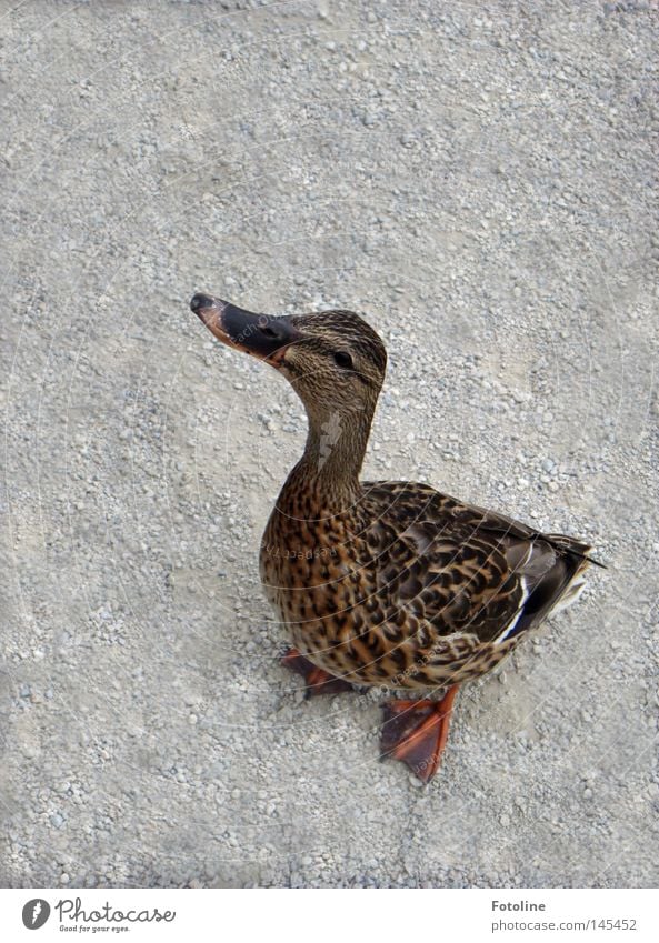 Eine Ente schaut bettelnd nach oben in der Hoffnung, endlich ein Stück von der Eiswaffel abzubekommen Farbfoto Außenaufnahme Menschenleer Textfreiraum oben Tag