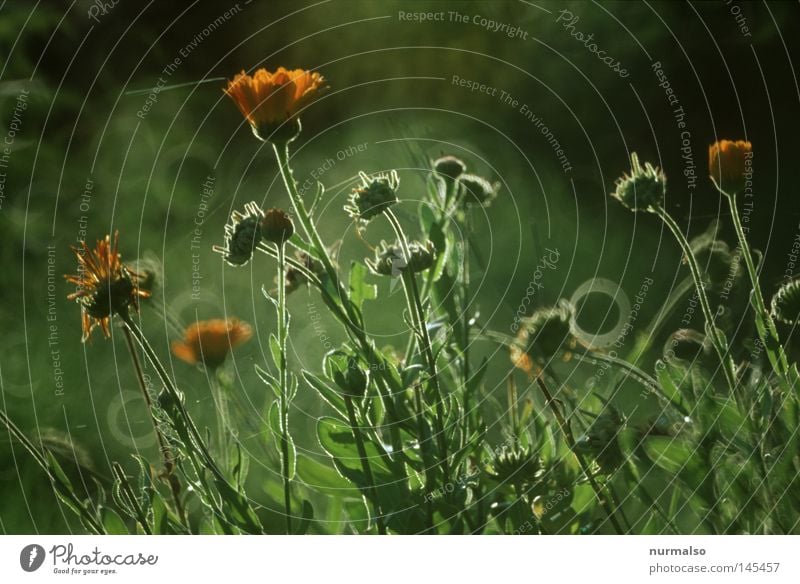 Morgentau schmückt den Herbst Wassertropfen Tau Tropfen Blume Gartenbau grün Natur wild Naturgarten schön Sonnenaufgang fein Blüte Farbe frisch Indian Summer