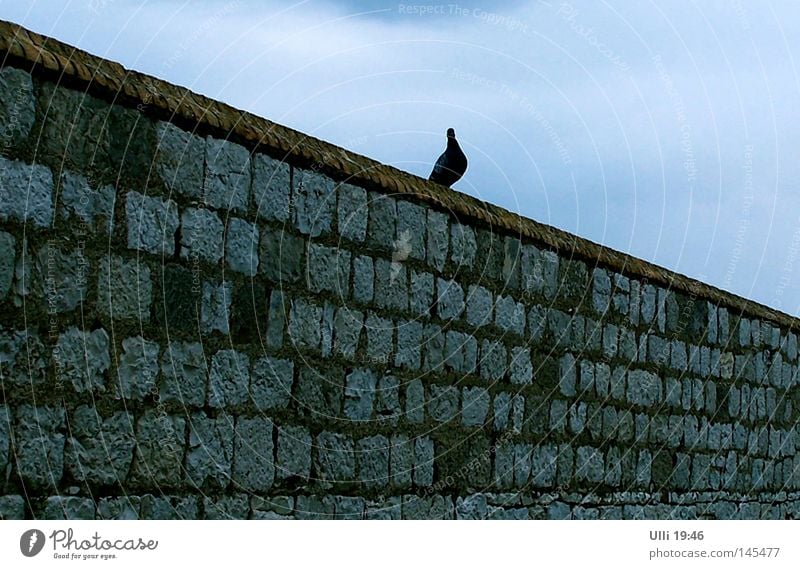 Möwe.....ähhh.....Taube! Gedeckte Farben Außenaufnahme Textfreiraum unten Himmel Mauer Wand Tier Vogel 1 Stein Zentralperspektive Silhouette Fluchtlinie