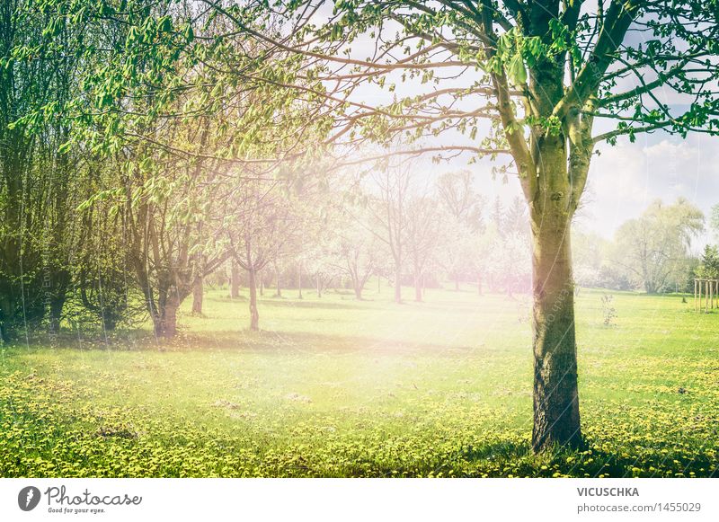 Frühlings Park oder Garten Lifestyle Design Sommer Natur Sonnenlicht schlechtes Wetter Pflanze Baum Blume Gras Sträucher gelb Hintergrundbild Frühlingsgefühle