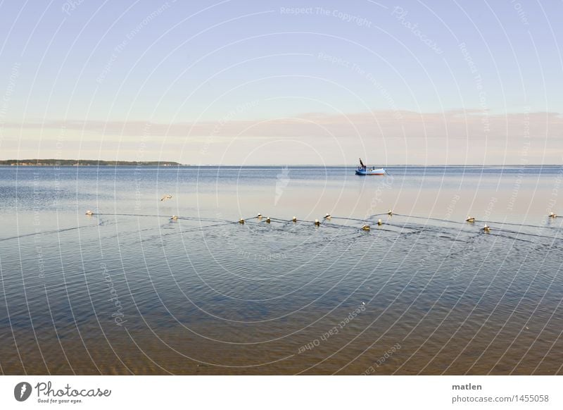 Ballettkompanie Landschaft Tier Himmel Wolken Horizont Winter Wetter Schönes Wetter Küste Ostsee Sportboot Vogel Tiergruppe Schwimmen & Baden flüchten ruhig