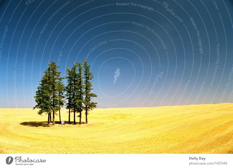 Feld, Wald und Himmel Baum Pol- Filter blau Schönes Wetter Ernte gelb goldgelb grün vertikal Muster Horizont Schatten Sommer Weizenfeld schön Ferne