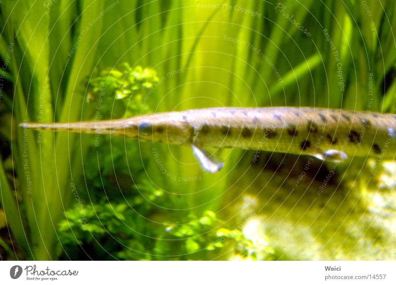 Hecht Aquarium Wasserpflanze grün Fisch