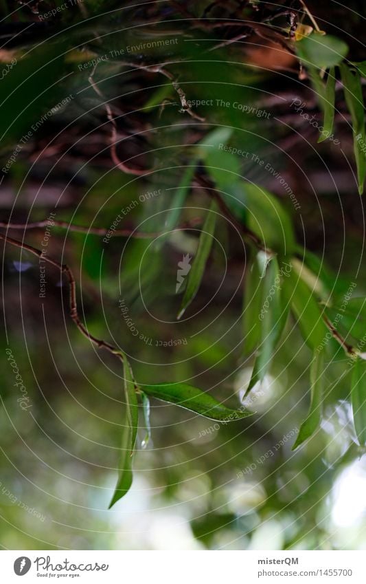 Weiches Grün. Kunst ästhetisch Zufriedenheit grün Grünpflanze dezent Unschärfe Blatt Blätterdach Natur Baum Farbfoto Gedeckte Farben Außenaufnahme Nahaufnahme