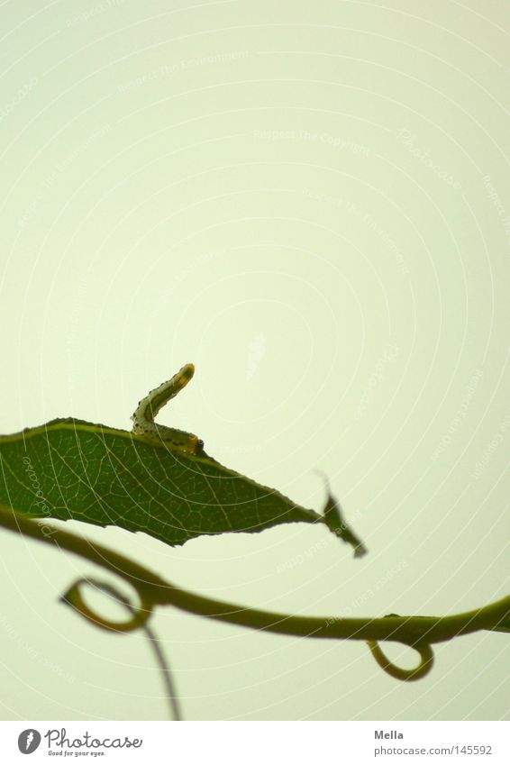 Nimmersatt Raupe Gier gefräßig hoch oben aufwärts strecken Biegung biegen gekrümmt beweglich gelenkig Metamorphose verwandeln Fressen Ernährung Blatt Geäst