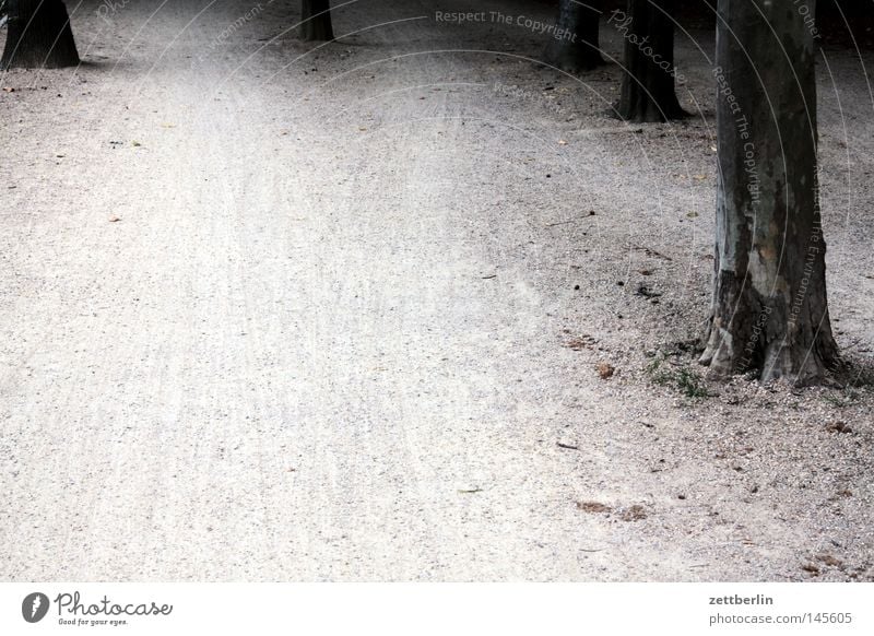 Tiergarten Park Biotop Baum Baumstamm Wege & Pfade Fahrradweg Fußweg wandern Joggen Jogger Kies Kieselsteine verfallen Erde Sand tierarten grüne lunge