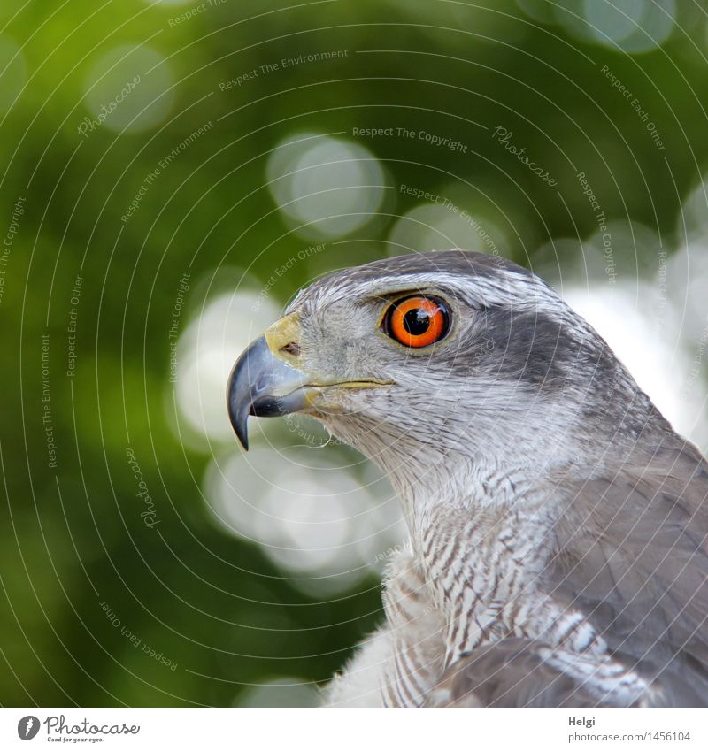 wachsam... Umwelt Natur Tier Sommer Wildtier Vogel Tiergesicht Habichte 1 beobachten Blick warten ästhetisch schön einzigartig natürlich grau grün orange weiß