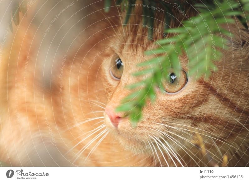 roter Kater im Versteck Herbst Wetter Pflanze Baum Taxus Garten Tier Haustier Katze rothaarige Katze 1 beobachten entdecken glänzend Blick warten schön braun