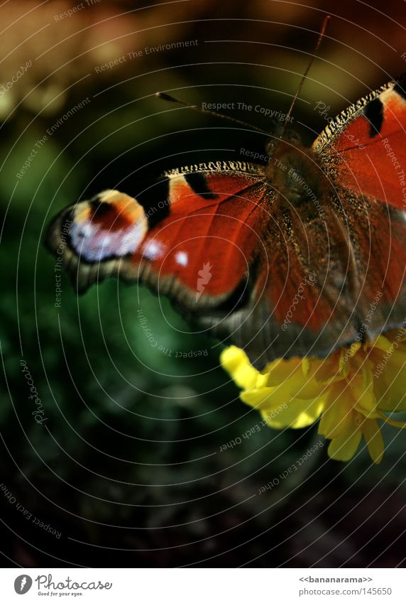 Im Garten Schmetterling Tagpfauenauge Insekt Natur fliegen Blumenbeet Pflanze Ernährung bestäuben Tagetes Tier Flügel flattern Frühling Freiheit Freude Fühler