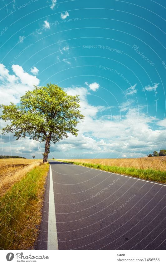 Bin ich zu früh? Umwelt Natur Landschaft Pflanze Himmel Wolken Wetter Schönes Wetter Baum Wiese Feld Verkehr Verkehrswege Straße Wege & Pfade ästhetisch