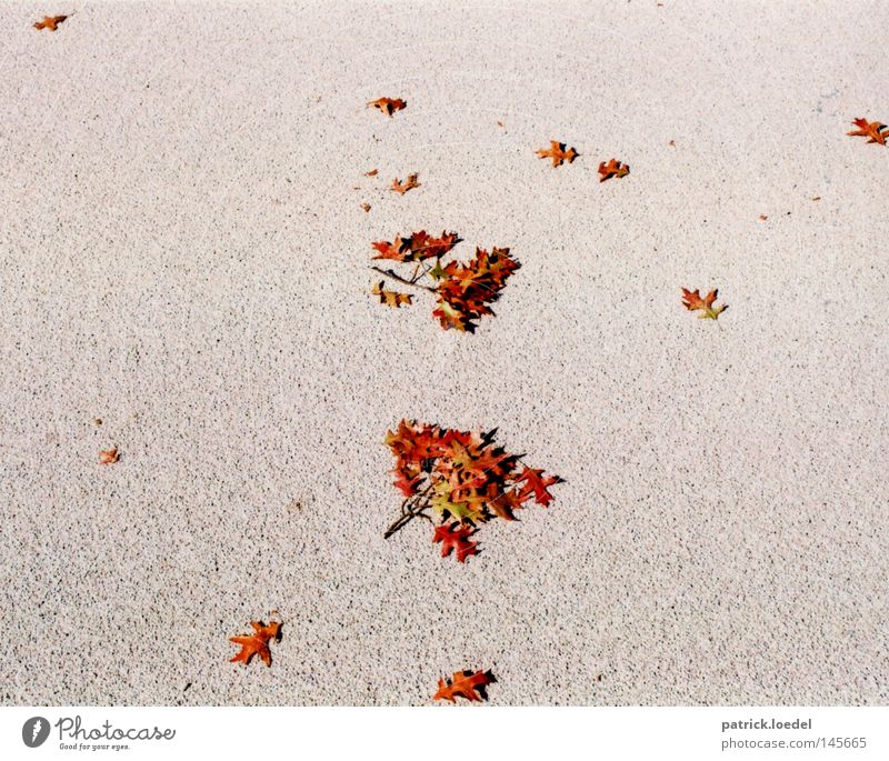 [HH08.3] Herbstzerstreuung Blatt fallen Asphalt Boden Stein Geäst Zweige u. Äste Tod Sensenmann Trauer Indian Summer September Oktober rot grau goldener herbst