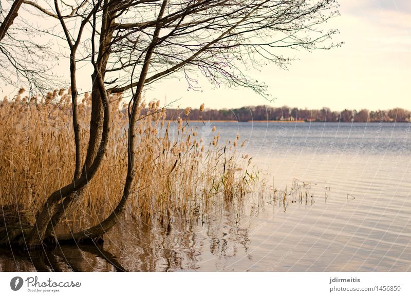 Seeblick Umwelt Natur Landschaft Wasser Herbst Baum Seeufer Freiheit Freizeit & Hobby Farbfoto Außenaufnahme Tag Panorama (Aussicht)