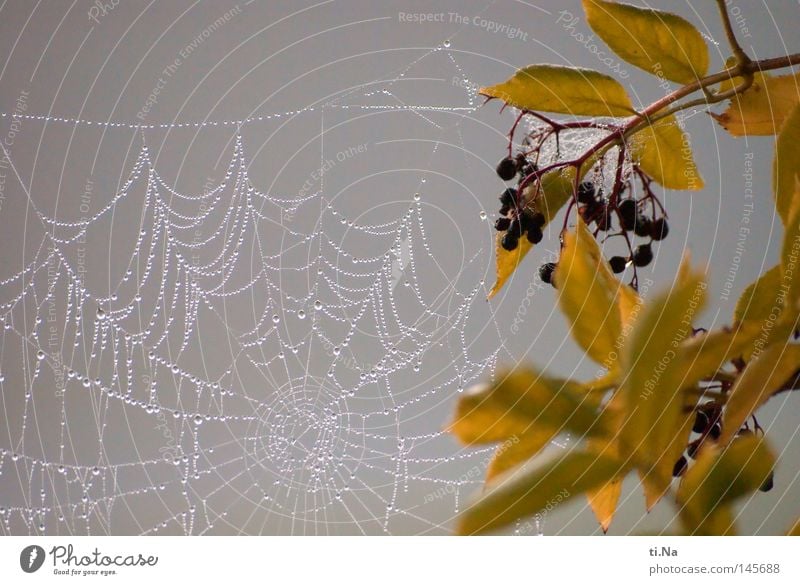 Nebelnetz Wasser Wassertropfen Herbst Blatt kalt grau Spinnennetz Fliederbusch Holunderbusch Tau Spinngewebe Nahaufnahme Makroaufnahme Morgen Morgendämmerung