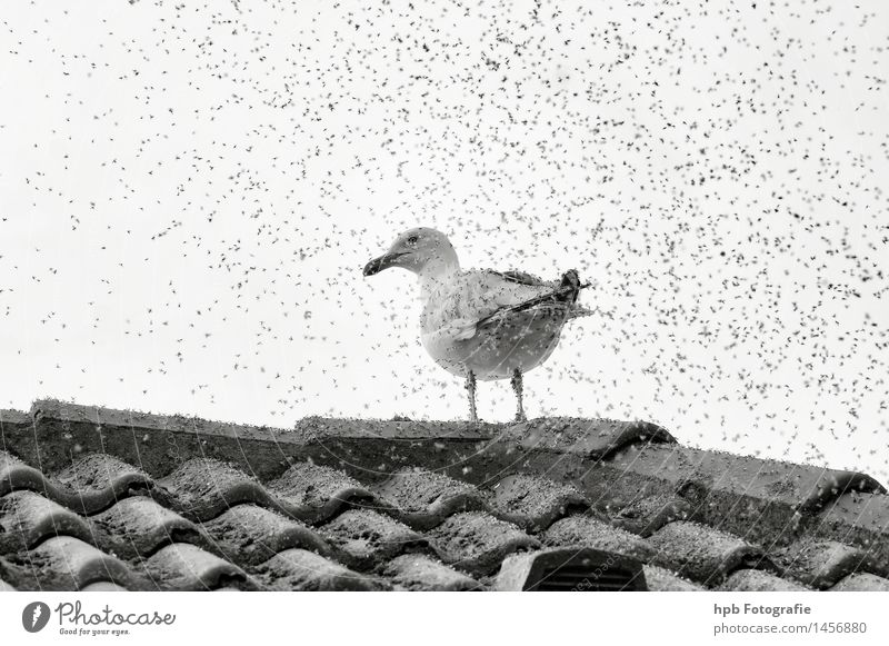 Möwe mit Anhang Natur Tier Luft Wolken Nordsee Vogel Flügel Schwarm atmen Bewegung Duft Fressen krabbeln lachen sitzen Aggression außergewöhnlich bedrohlich