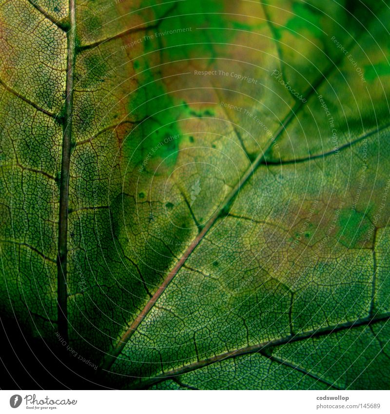 acres wild Blatt Herbst Herbstfärbung Laubbaum Natur September Vergänglichkeit leaf deciduous structure Strukturen & Formen autumn autumnal seitenrippe grün