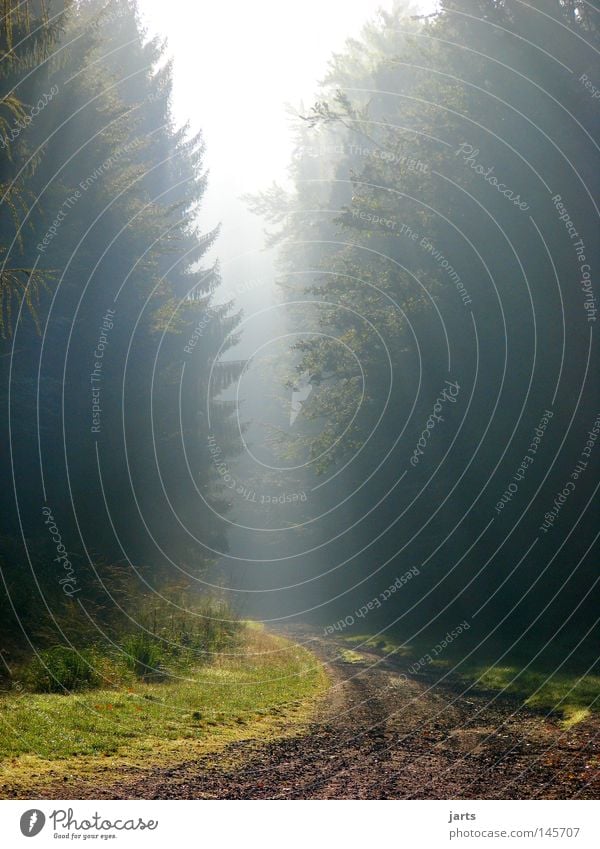 neuer Tag... Licht Erkenntnis Wald Fußweg Nebel Sonnenaufgang Ende Sonnenstrahlen Herbst Himmelskörper & Weltall Wege & Pfade Spessart jarts