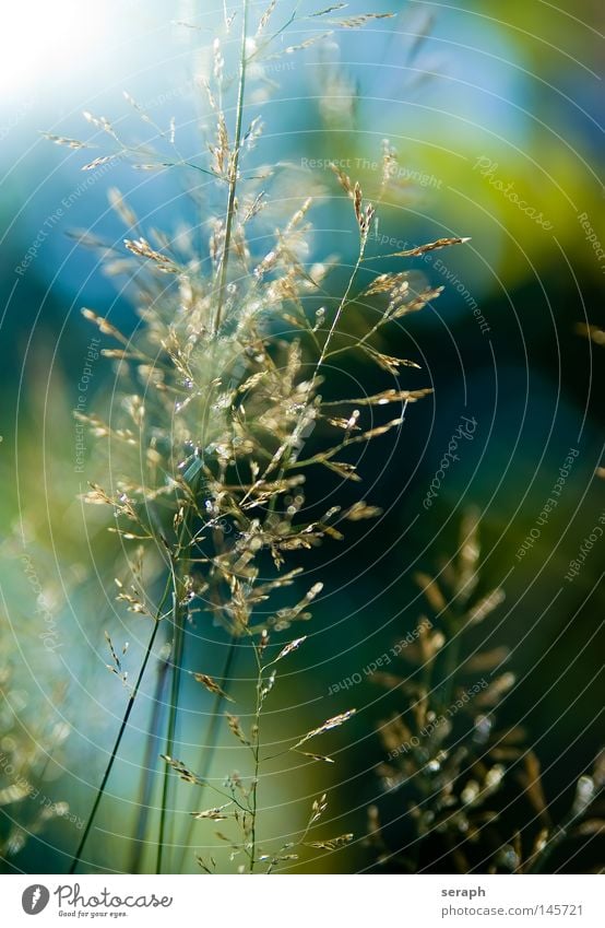 Grasblüten Halm grün durcheinander Grasland ökologisch Pflanze Wiese diagonal quer Unschärfe Ähren Blüte mehrfarbig Binsen Umwelt Umweltschutz Süßgras