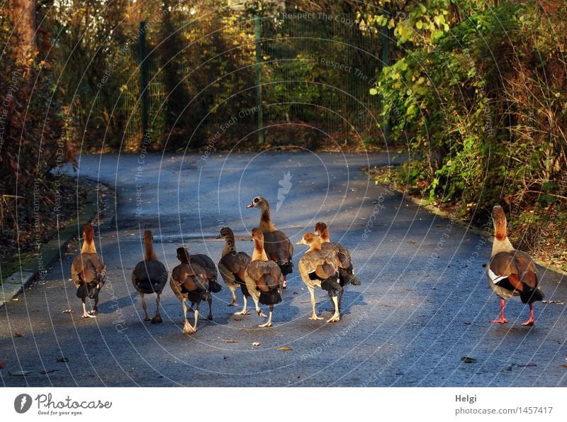 im Gänsemarsch... Umwelt Natur Landschaft Pflanze Tier Winter Schönes Wetter Sträucher Wege & Pfade Wildtier Vogel Gans Tiergruppe Tierfamilie Bewegung gehen