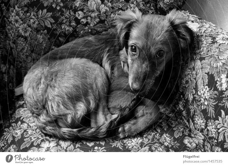 Gemütlich Tier Haustier 1 liegen Hund Fell Sessel Sofa weich Welpe Mischling Blick Gesicht Müdigkeit Blumenmuster Rosenmuster Erholung Fuchs eingerollt kuschlig