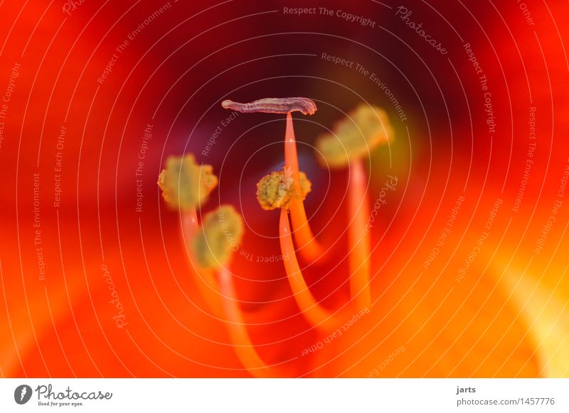 inside Pflanze Blume Blatt Blüte frisch natürlich rot Natur Blütenstempel Amaryllisgewächse Ritterstern Farbfoto Nahaufnahme Detailaufnahme Makroaufnahme