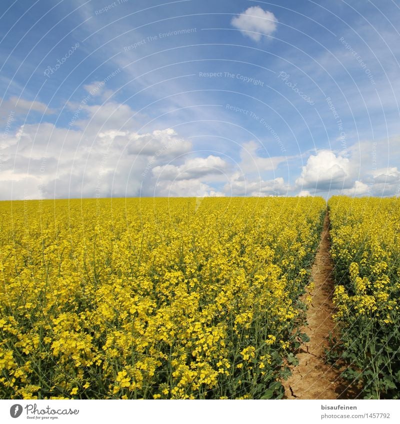 Rapsblüte - Bienenschlaraffenland oder Todesfalle? Landschaft Erde Luft Wolken Pflanze Nutzpflanze Feld Wege & Pfade Entschlossenheit Wachstum Ferne Blütenmeer