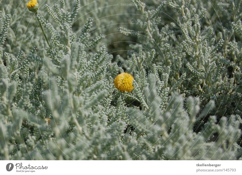 Gelb in Grün Natur Pflanze Blume Blüte Grünpflanze außergewöhnlich gelb grün Farbe einzeln zweifarbig Farbfoto Außenaufnahme Nahaufnahme Makroaufnahme