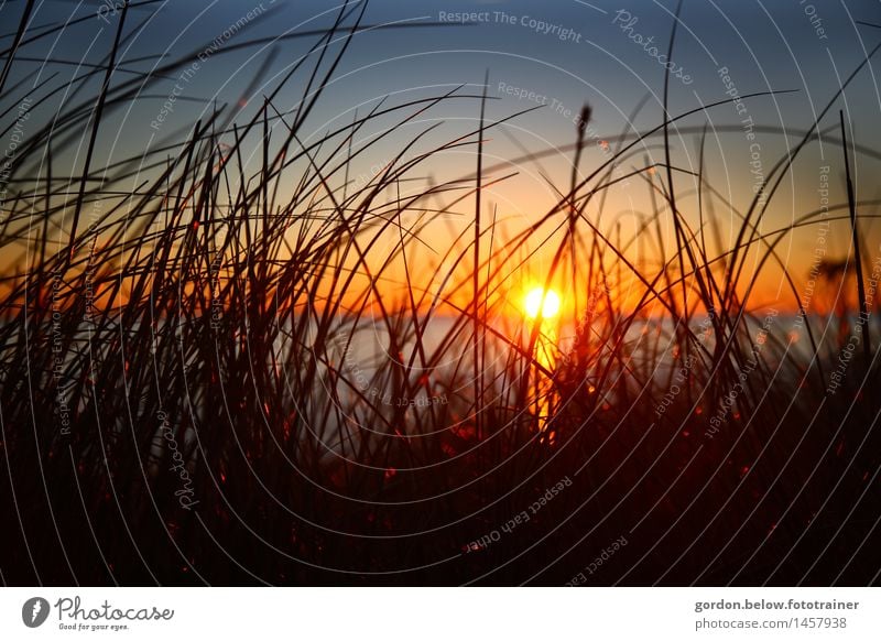 Abendstimmung Natur Landschaft Wasser Himmel Wolkenloser Himmel Horizont Sonne Sonnenaufgang Sonnenuntergang Sommer Gras Wildpflanze Seeufer Nordsee