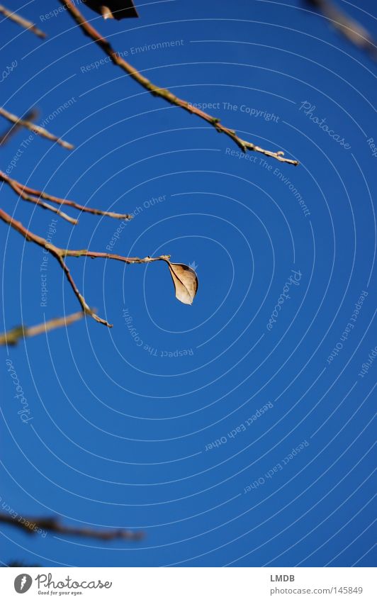 Das letzte Blatt im Wind Baum Pflanze gelb Herbst September Oktober Jahreszeiten Vergänglichkeit fallen Trauer vergessen einzeln Rest standhaft Himmel blau