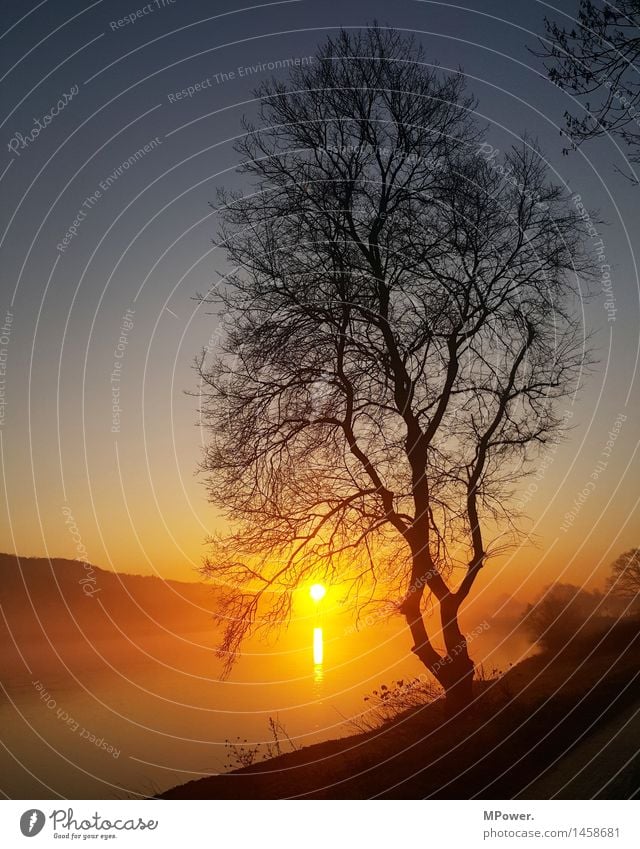 ...der quälende weg zur arbeit... Umwelt Natur Landschaft Sonne Sonnenaufgang Sonnenuntergang Sonnenlicht Schönes Wetter Nebel Baum dünn hell Elbe Fluss