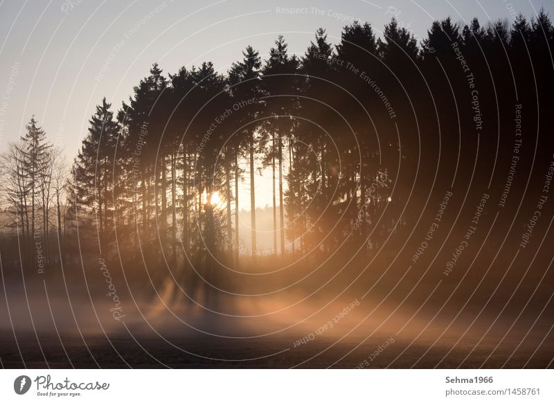 Sonnenaufgang in herbstlicher Landschaft mit abziehenden Nebel Natur Pflanze Wolkenloser Himmel Sonnenuntergang Sonnenlicht Frühling Wetter Schönes Wetter Baum