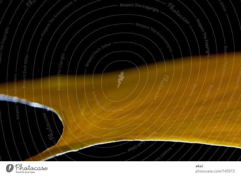 Das Blatt 30 Ginkgo Pflanze Plantage Urwald Wildnis gelb Botanik Pflanzenteile pflanzlich Umwelt Sträucher krumm Natur Botanischer Garten Freiburg im Breisgau