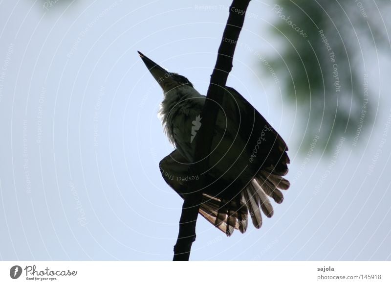 bitte jetzt nicht... Tier Urwald Vogel 1 blau schwarz weiß Eisvögel Schnabel Hinterteil Feder Asien Singapore Farbfoto Außenaufnahme Hintergrund neutral Tag