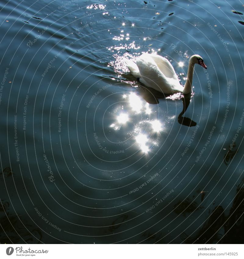 Schwan Höckerschwan Vogel Wasser See Schwanensee Teich Gewässer Fluss Kanal Park Sonne Spiegel Wasserstand Wasserspiegelung Wasserspritzer Wasserstraße