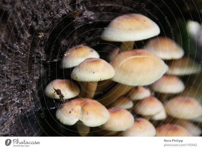 culture Pilz Wachstum gedeihen Herbst Natur sprießen Kultur Gesellschaft (Soziologie) Holz braun gelb Mikrofotografie Pflanze Leben Wunder Nahaufnahme