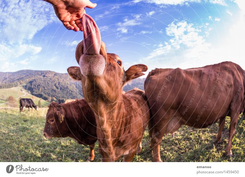 tongue catcher Ferien & Urlaub & Reisen Berge u. Gebirge wandern Landwirtschaft Forstwirtschaft Natur Landschaft Gras Feld Hügel Alpen Tier Nutztier Kuh