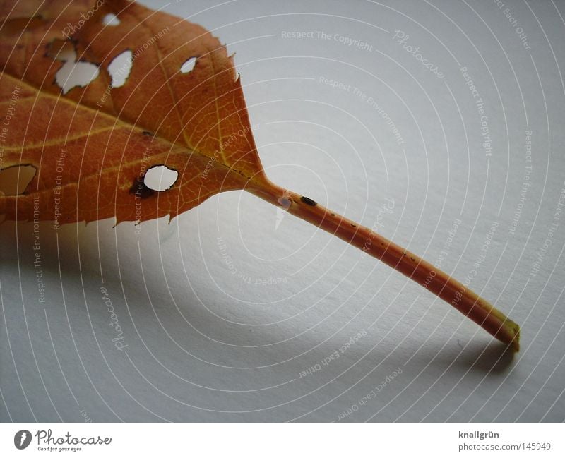 Zerfall Blatt Herbst Jahreszeiten braun goldgelb Stengel Loch Schatten hell weiß Verfall Natur Pflanze alt Ende Vergänglichkeit Strukturen & Formen Abgefallen