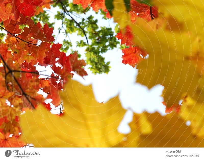 Verlauf des Lebens - Herbsttag Blatt Natur rein schön ästhetisch mehrfarbig blau Himmel Schönes Wetter Wind Blätterdach grün Blattgrün Ende Jahreszeiten rot